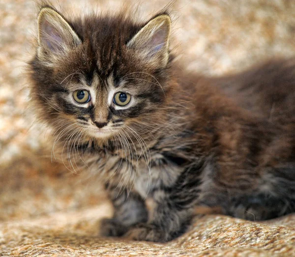 可爱的小绒毛棕色小猫 — 图库照片