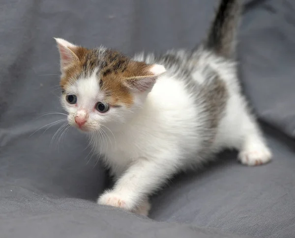 Słodkie Mało Biały Brązowy Kotek Szarym Tle — Zdjęcie stockowe