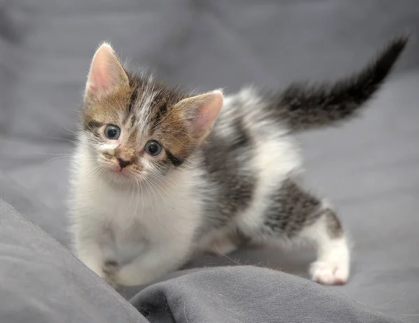 Cute Little White Brown Kitten Gray Background — Stock Photo, Image