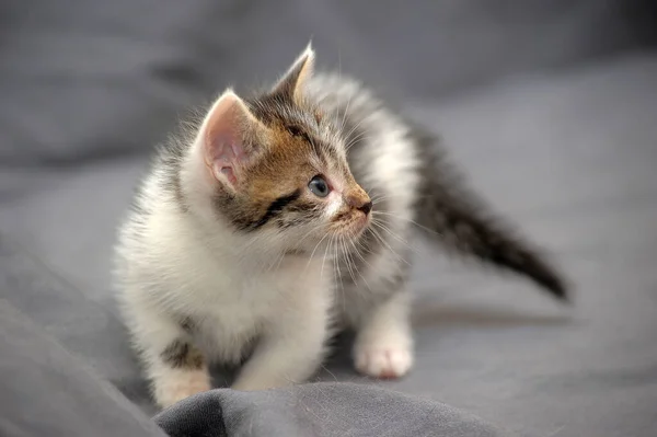 Bonito Pouco Branco Com Marrom Gatinho Fundo Cinza — Fotografia de Stock