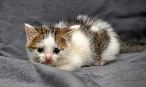 Cute Little White Brown Kitten Gray Background — Stock Photo, Image