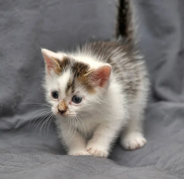 Niedliches Kleines Weißes Mit Braunem Kätzchen Auf Grauem Hintergrund — Stockfoto