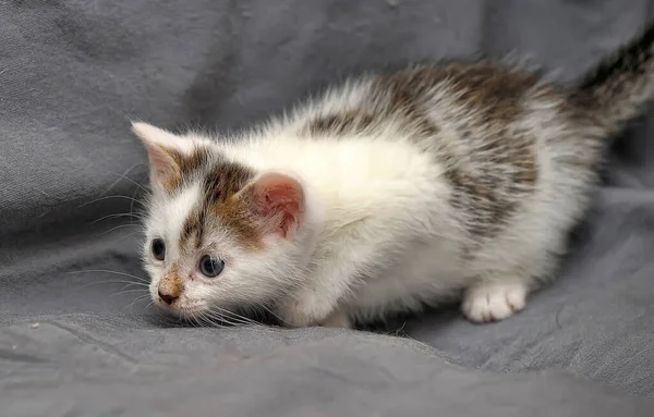 Bonito Pouco Branco Com Marrom Gatinho Fundo Cinza — Fotografia de Stock