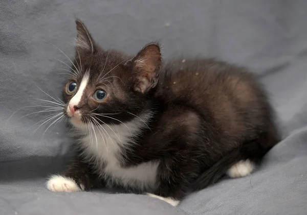 Preto Engraçado Com Gatinho Branco Fundo Cinza — Fotografia de Stock