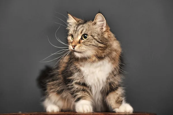 Bruin Met Witte Pluizige Kat Studio Een Grijze Achtergrond — Stockfoto