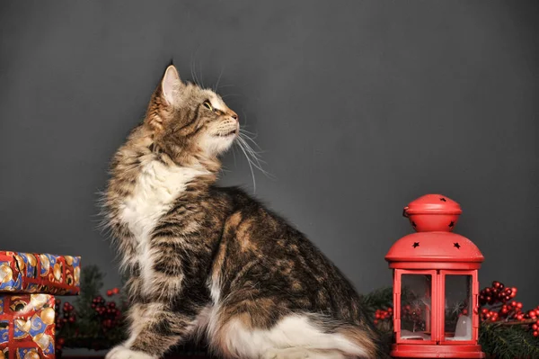 Bruin Met Witte Pluizige Kat Studio Een Grijze Achtergrond Met — Stockfoto