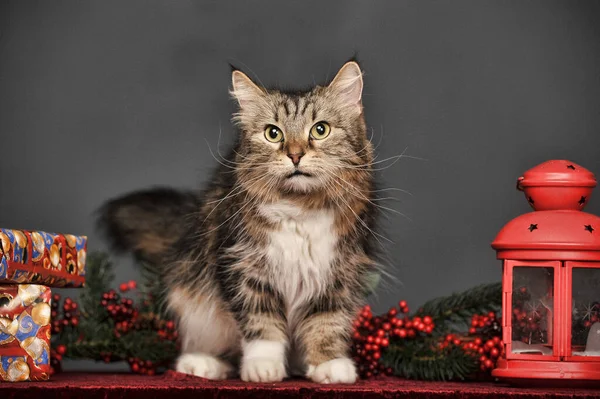 スタジオには白いふわふわの猫がいて 灰色の背景にはろうそくとクリスマスブランチ用の赤い懐中電灯があります — ストック写真