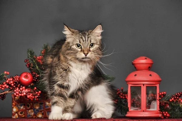 Marrón Con Gato Blanco Esponjoso Estudio Sobre Fondo Gris Con —  Fotos de Stock