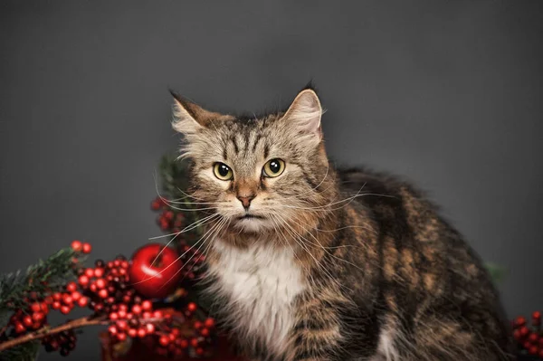 Brown White Fluffy Cat Studio Gray Background Red Flashlight Candles — Stock Photo, Image