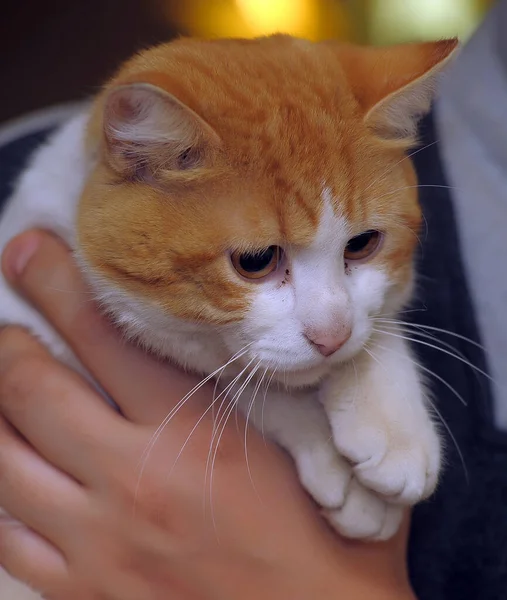 Portret Van Roodharig Met Witte Kat — Stockfoto