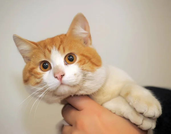 Retrato Pelo Rojo Con Gato Blanco — Foto de Stock