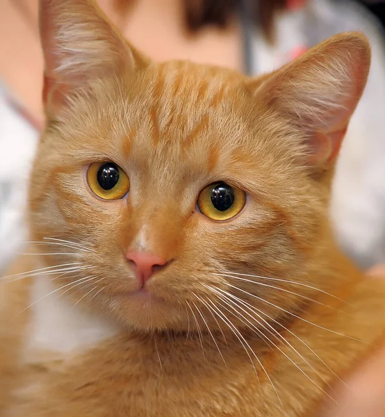 Porträt Der Rothaarigen Mit Weißer Katze — Stockfoto