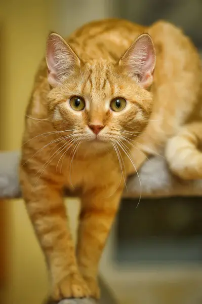 Νεαρή Κόκκινη Γάτα Πορτοκαλί Μάτια — Φωτογραφία Αρχείου