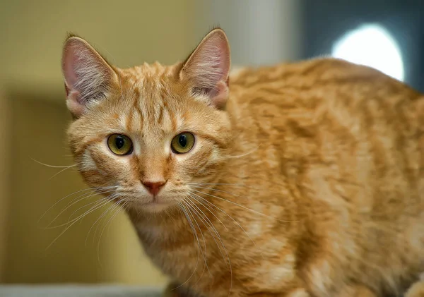Jovem Gato Vermelho Com Olhos Laranja — Fotografia de Stock