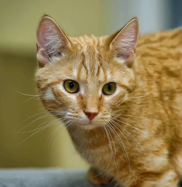 Junge Rote Katze Mit Orangen Augen — Stockfoto
