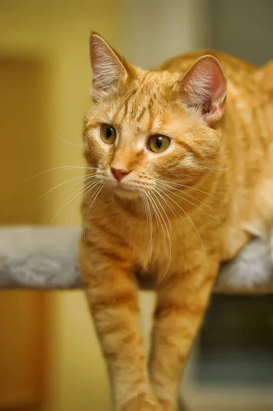 オレンジ色の目をした若い赤い猫 — ストック写真