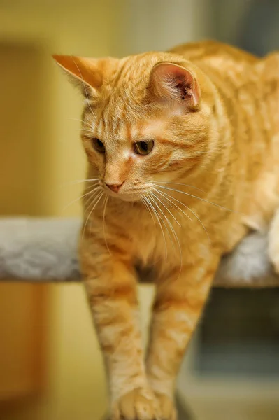 Νεαρή Κόκκινη Γάτα Πορτοκαλί Μάτια — Φωτογραφία Αρχείου