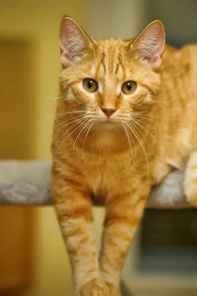 オレンジ色の目をした若い赤い猫 — ストック写真