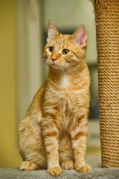 Молодая Красная Кошка Оранжевыми Глазами — стоковое фото