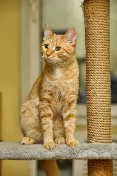 Jovem Gato Vermelho Com Olhos Laranja — Fotografia de Stock