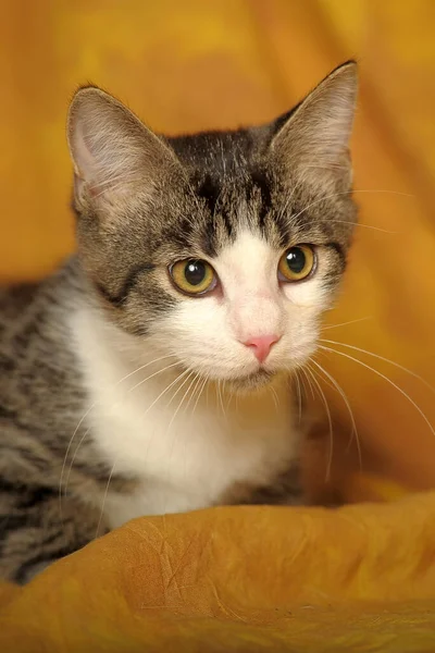 Striped White European Shorthair Cat — Stock Photo, Image