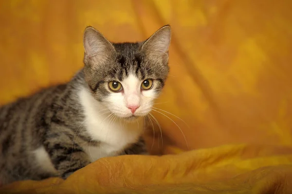 Gestreifte Und Weiße Europäische Kurzhaarkatze — Stockfoto