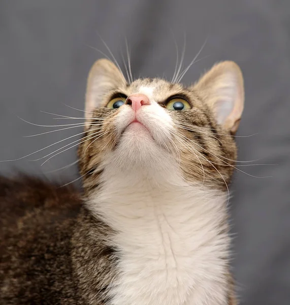 줄무늬와 산짧은 고양이 — 스톡 사진