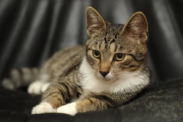 줄무늬와 산짧은 고양이 — 스톡 사진