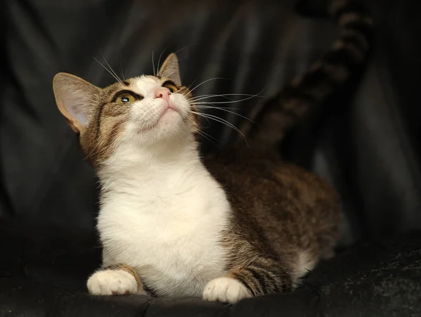 Rayas Blanco Europeo Taquigrafía Gato — Foto de Stock