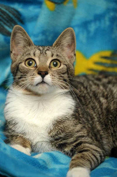 Striped White European Shorthair Cat — Stock Photo, Image