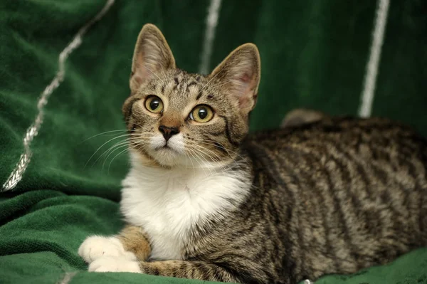 Striped White European Shorthair Cat — Stock Photo, Image