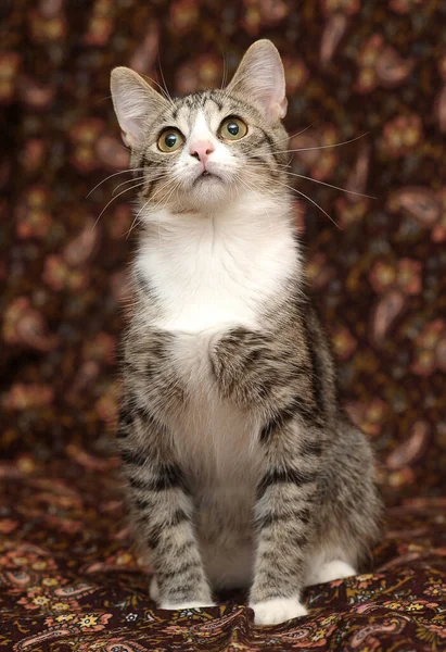 Gestreepte Witte Europese Stenografisch Kat — Stockfoto