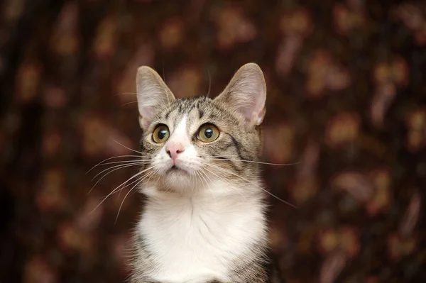 Striped White European Shorthair Cat — Stock Photo, Image