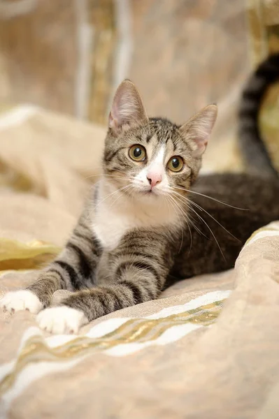 Gestreifte Und Weiße Europäische Kurzhaarkatze — Stockfoto