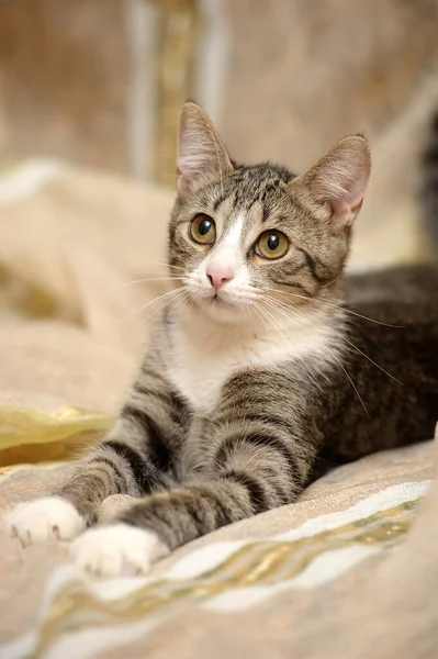 Striped White European Shorthair Cat — Stock Photo, Image