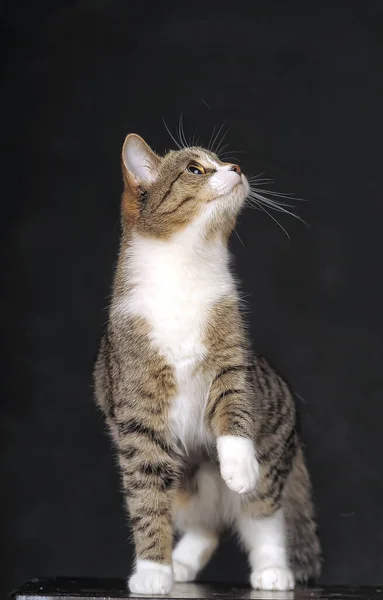 Rayas Blanco Europeo Taquigrafía Gato —  Fotos de Stock