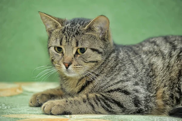 Striped European Shorthair Cat Green Sofa — Stock Photo, Image