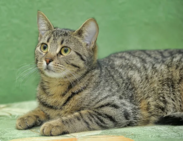 Striped European Shorthair Cat Green Sofa — Stock Photo, Image