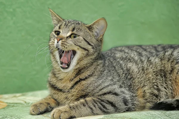 Tabby European Shorthair Funny Yawns — Stock Photo, Image