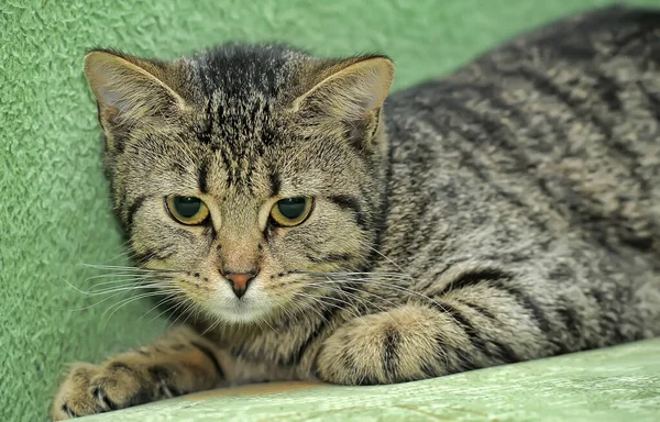 Rayas Europeo Taquigrafía Gato Verde Sofá — Foto de Stock