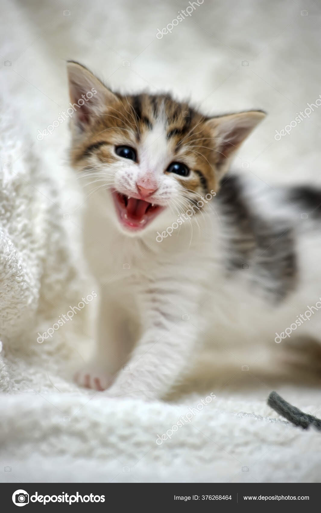 Petit Blanc Avec Chaton Marron Miaule image libre de droit par evdoha © 376268464