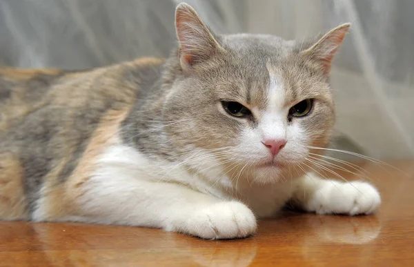 Gris Avec Blanc Rouge Gras Dodu Chat Mécontent — Photo