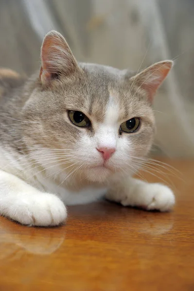 Grau Mit Weißem Und Rotem Fett Plump Unzufrieden Katze — Stockfoto