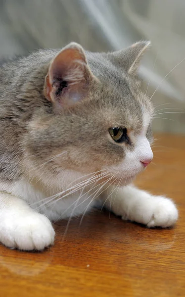 Grau Mit Weißem Und Rotem Fett Plump Unzufrieden Katze — Stockfoto