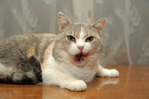 Gray White Red Fat Plump Displeased Cat — Stock Photo, Image