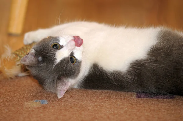 Gris Blanco Gato Juega Acostado Suelo —  Fotos de Stock