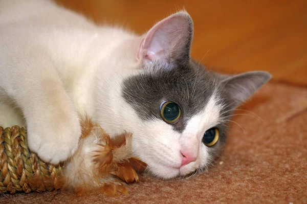 Cinza Branco Gato Joga Deitado Chão — Fotografia de Stock