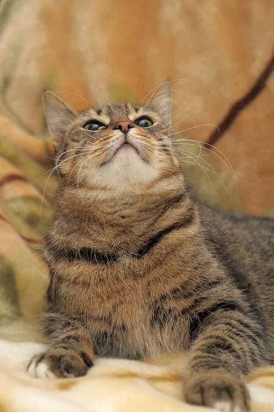 Hnědá Pruhovaná Hravá Evropská Krátkosrstá Kočka — Stock fotografie