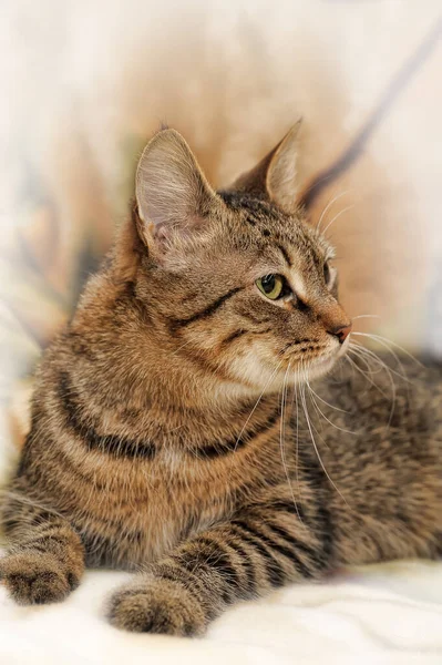 Hnědá Pruhovaná Hravá Evropská Krátkosrstá Kočka — Stock fotografie