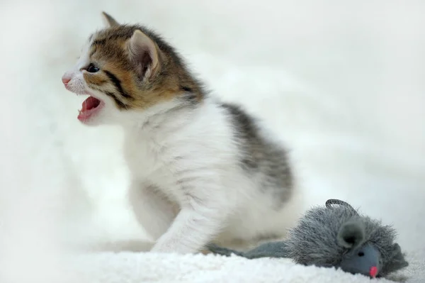 Klein Wit Met Bruine Kitten Meeuwen — Stockfoto